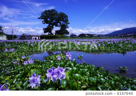 這個Yakushiji廢墟的扇貝aoi 8187640