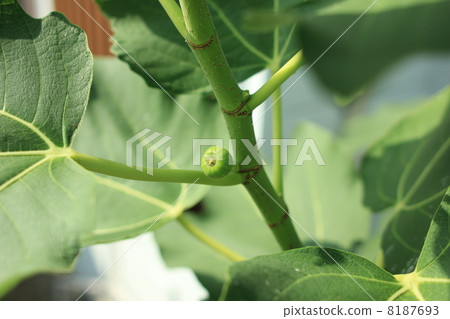 Fruit of Food Fruit Flower Fruit 8187693