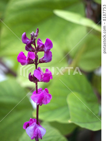 Omurasaki(Legumeidae)的花 Omurasaki(Legumeidae)的花 8187753
