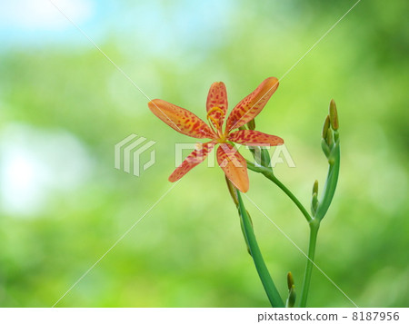 射干 射干 8187956