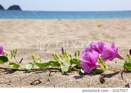 Gumba Hirugao Gumba Hirugao 8187957