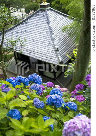 收集和繡球花 收集和繡球花 8187965