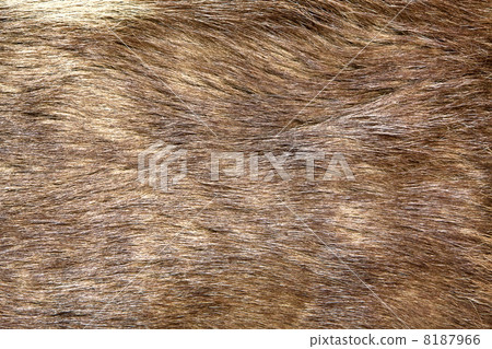 Natural brown fur texture Natural brown fur texture 8187966