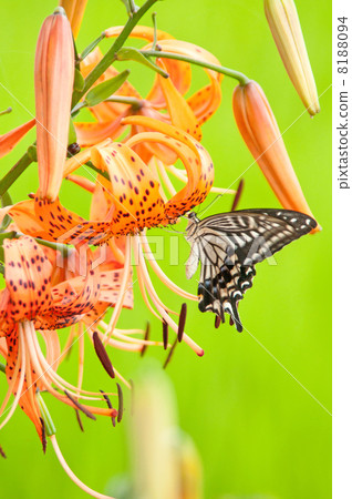 洋蔥百合和蝴蝶 洋蔥百合和蝴蝶 8188094