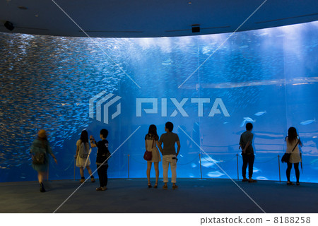 水族館約會 水族館約會 8188258