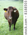 Cow  8188503