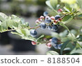 blueberry 8188504