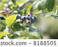 blueberry 8188505