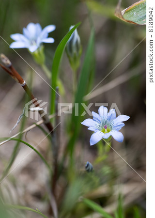 Tateyama Rindou (macro shooting) 8189042