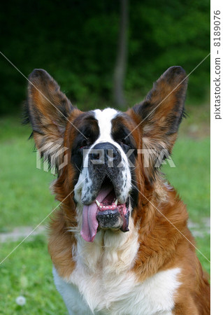 Dog flying ears 8189076