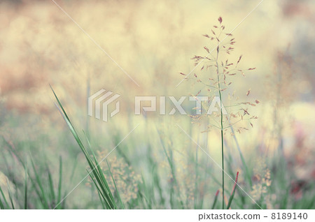 Long grass meadow Long grass meadow 8189140