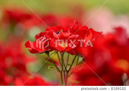 羅斯（Kanzaruma） 8189182