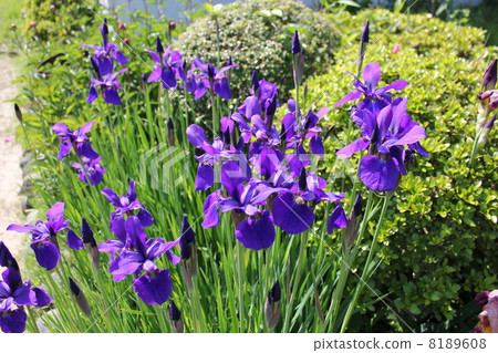 鳶尾花 8189608
