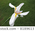 Dietes 8189613
