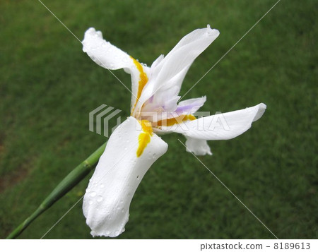 Dietesu Dietesu 8189613