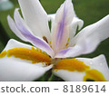 Dietes 8189614
