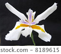 Dietes 8189615