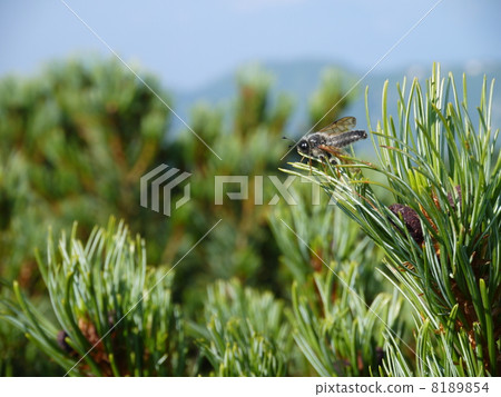 蒼蠅 8189854