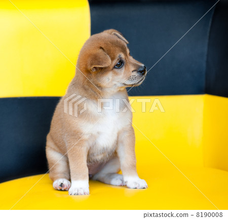 pretty puppy 8190008