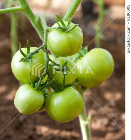 green tomatoes in greenhouse 8190009