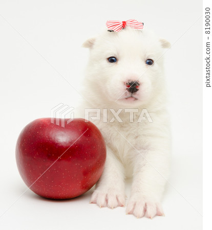 husky puppy with apple husky puppy with apple 8190030
