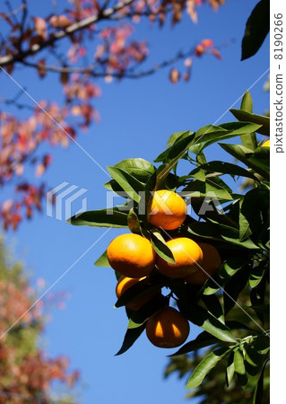 它變成了美味的橘子。 它變成了美味的橘子。 8190266