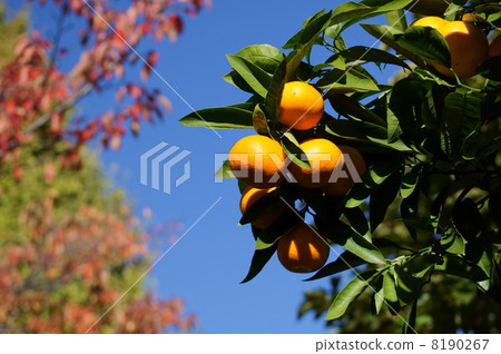 It became delicious tangerine. 8190267