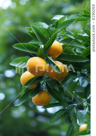 It will be tangy soon soon. 8190268