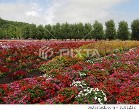 Furano Ohana Field 10 Furano Ohana Field 10 8191222