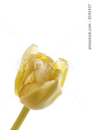 nice tulip nice tulip 8192437