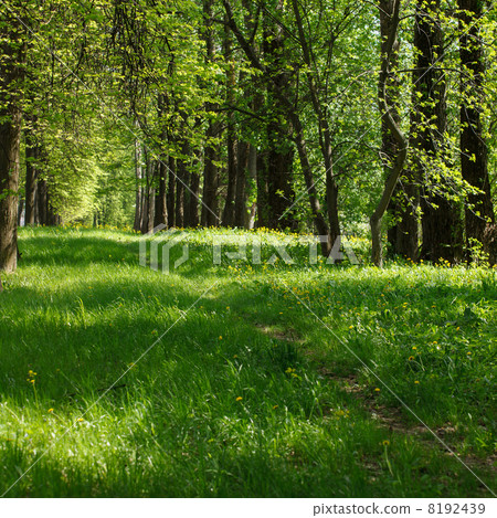 beautiful park 8192439