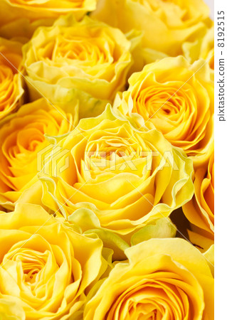 beautiful roses beautiful roses 8192515
