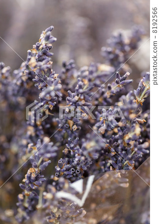 Dried lavender flowers Dried lavender flowers 8192566