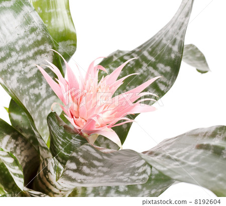 Aechmea Fasciata Bromeliad isolated on white 8192604
