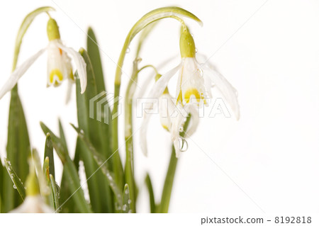 Snowdrop flowers 8192818