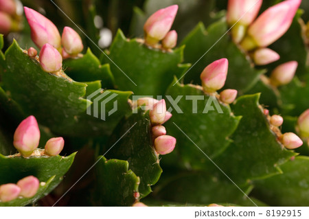 houseplant Kalanchoe in pot houseplant Kalanchoe in pot 8192915