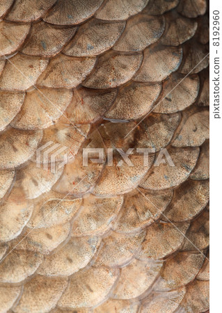 Crucian carp Crucian carp 8192960