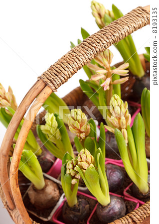 A young hyacinths 8193135