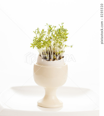 watercress in the egg 8193310