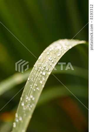 Grass with water drops Grass with water drops 8193312