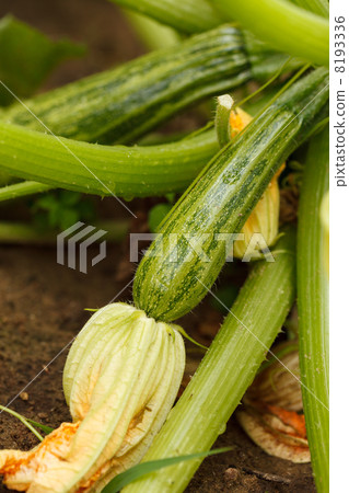 Zucchini in the garden 8193336