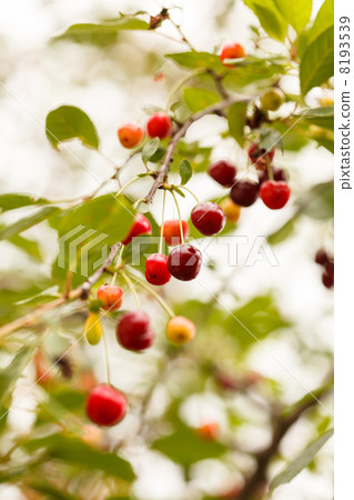 Cherry in the garden Cherry in the garden 8193539