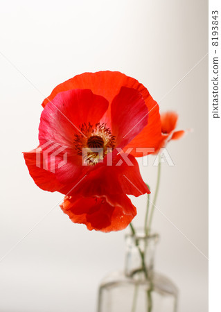 Nice poppies in the vase Nice poppies in the vase 8193843