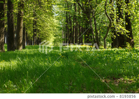 beautiful park 8193856