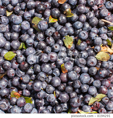 Blueberries background Blueberries background 8194291