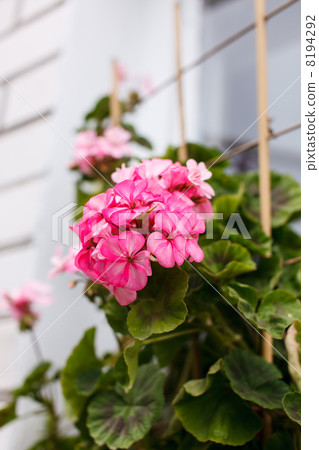 Nice geranium Nice geranium 8194292