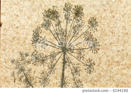 Flowers shadow Flowers shadow 8194298