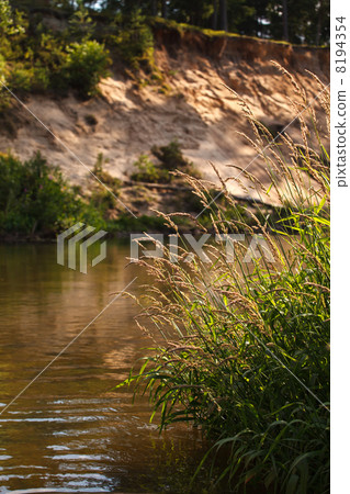 Forest river Forest river 8194354