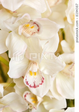 white orchid 8194387