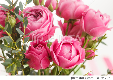 pink roses pink roses 8194706